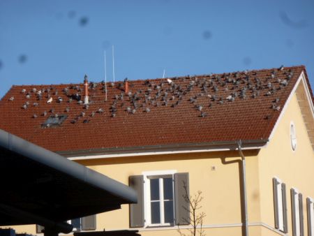 Taubenproblem Wiesbaden