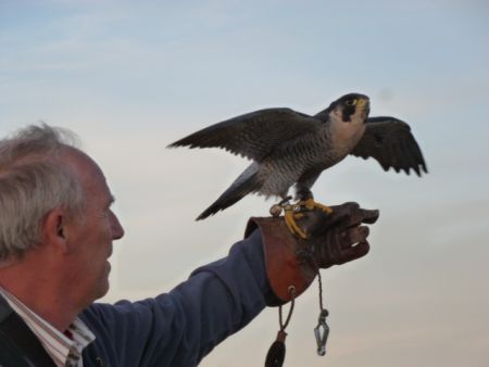 Taubenabwehr Wiesbaden