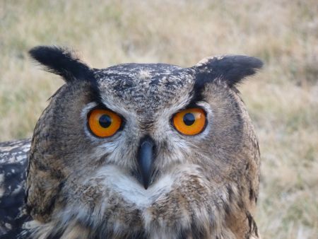 Taubenabwehr Wiesbaden